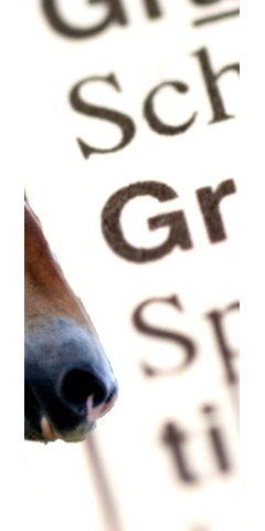 Trust-your-Horse Theoriekurs: Die Regeln der Kommunikation